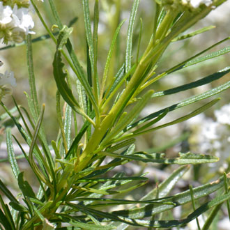 Eriodictyon angustifolium, Narrowleaf Yerba Santa